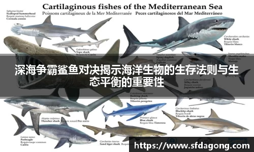 深海争霸鲨鱼对决揭示海洋生物的生存法则与生态平衡的重要性